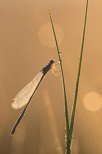 Dwergjuffer | Nehalennia speciosa herontdekt in Nederland