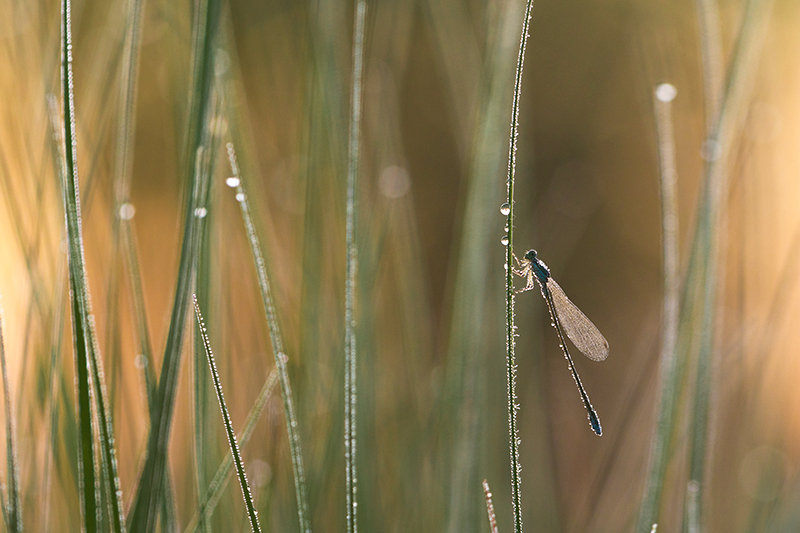 Zeldzame Dwergjuffer | Nehalennia speciosa met dauw