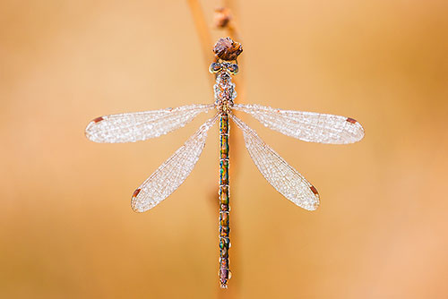 Gewone pantserjuffer | Lestes sponsa