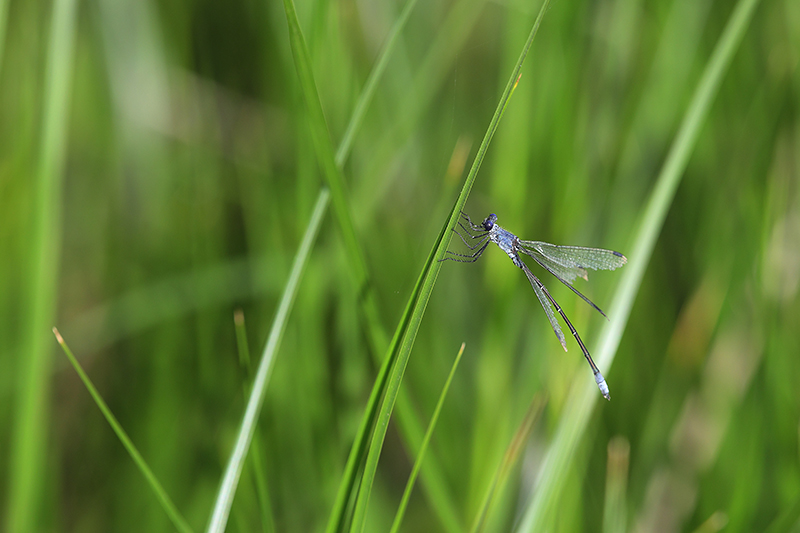 Grote pantserjuffer | Lestes macrostigma