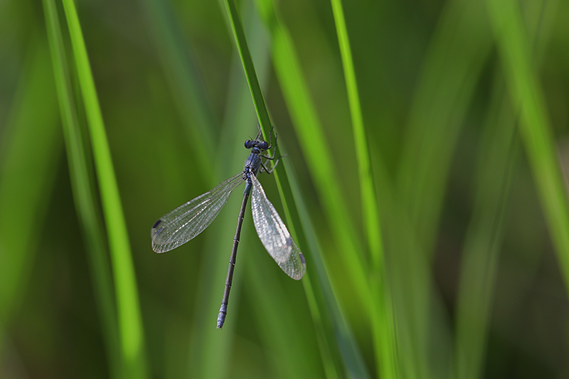 Grote pantserjuffer | Lestes macrostigma