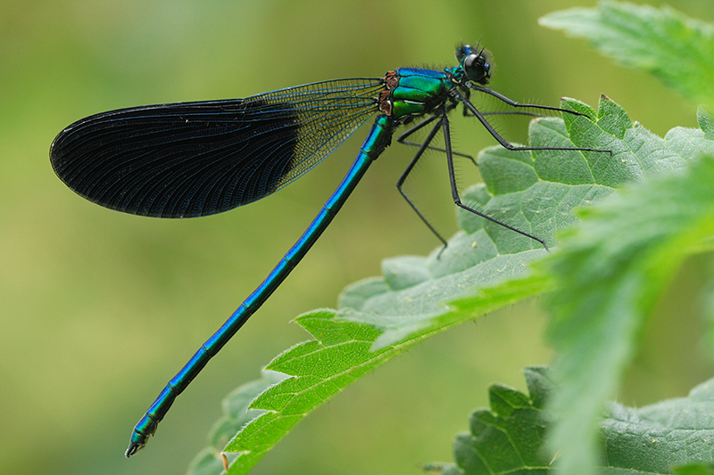 Iberische beekjuffer | Calopteryx xanthostoma