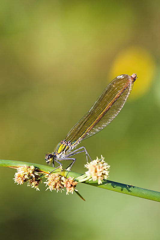 Iberische beekjuffer | Calopteryx xanthostoma