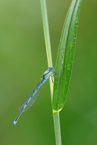 Kanaaljuffer | Cerion lindenii