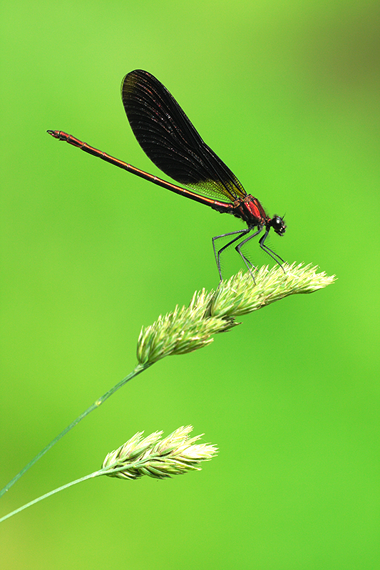 Mannetje Koperen beekjuffer | Calopteryx haemorrhoidalis