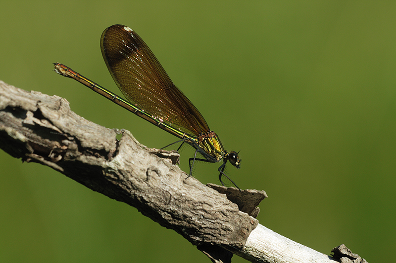 Koperen beekjuffer | Calopteryx haemorrhoidalis