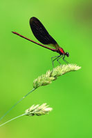 Koperen beekjuffer - Calopteryx haemorrhoidalis - Copper demoiselle