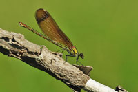 Koperen beekjuffer - Calopteryx haemorrhoidalis - Copper demoiselle