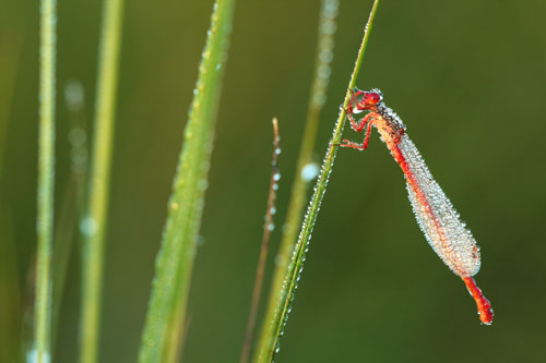 Koraaljuffer | Ceriagrion tenellum