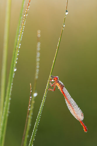 Koraaljuffer | Ceriagrion tenellum