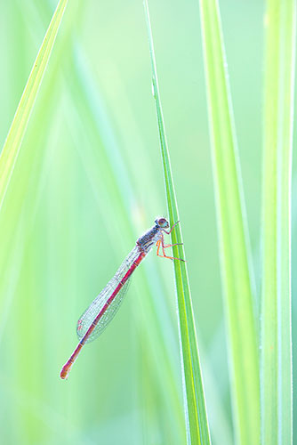 Koraaljuffer | Ceriagrion tenellum