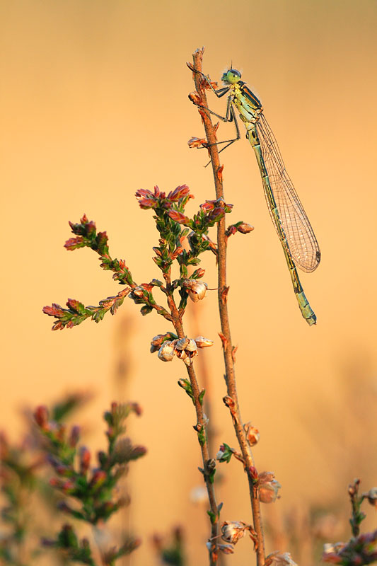 Maanwaterjuffer - Coenagrion lunulatum