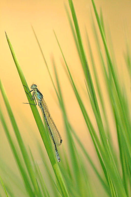 Maanwaterjuffer - Coenagrion lunulatum