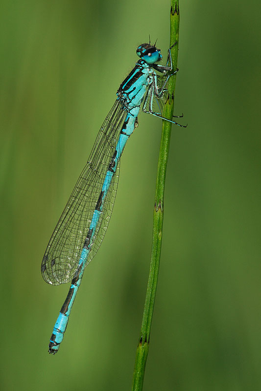 Mercuurwaterjuffer | Coenagrion mercuriale