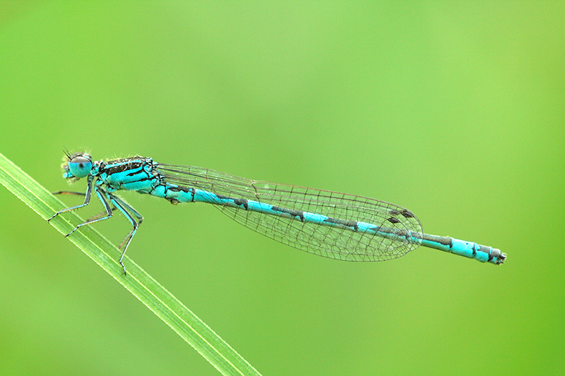 Mercuurwaterjuffer | Coenagrion mercuriale