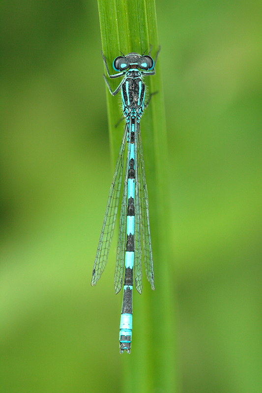 Mercuurwaterjuffer | Coenagrion mercuriale