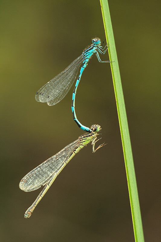 Mercuurwaterjuffer | Coenagrion mercuriale