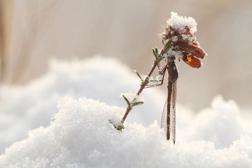 Met sneeuw bedekte Noordse winterjuffer | Sympecma paedisca