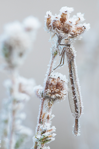 Bevroren Noordse winterjuffer | Sympecma paedisca bedekt met rijp