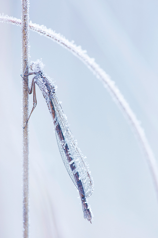 Noordse winterjuffer | Sympecma paedisca bedekt met ijskristallen.