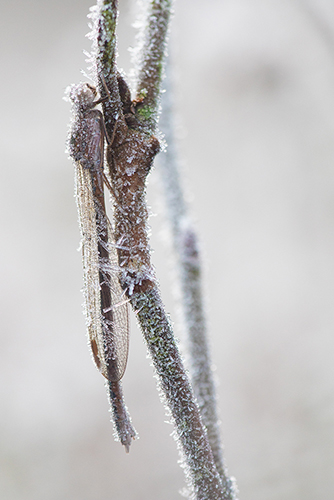 Noordse winterjuffer | Sympecma paedisca bedekt met rijp tijdens vorst.
