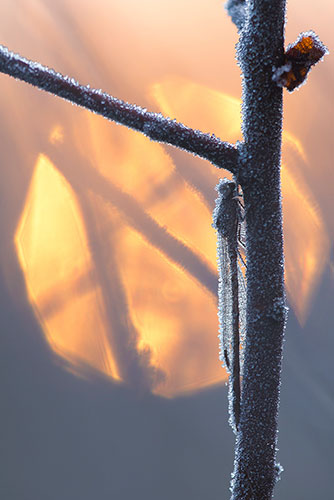Noordse winterjuffer | Sympecma paedisca bedekt met rijp in de winter.