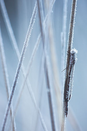 Bevroren Noordse winterjuffer | Sympecma paedisca bedekt met rijp