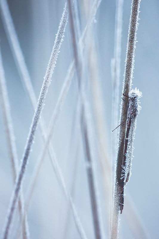 Bevroren Noordse winterjuffer | Sympecma paedisca bedekt met rijp