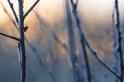 Noordse winterjuffer | Sympecma paedisca met vorst
