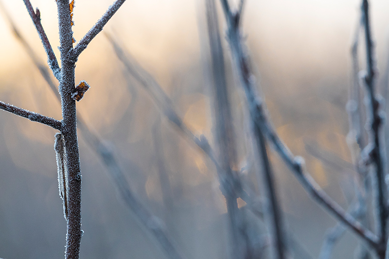 Noordse winterjuffer | Sympecma paedisca met vorst