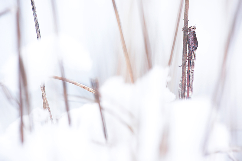 Noordse winterjuffer | Sympecma paedisca in de sneeuw