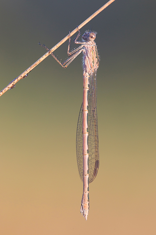 Noordse winterjuffer | Sympecma paedisca