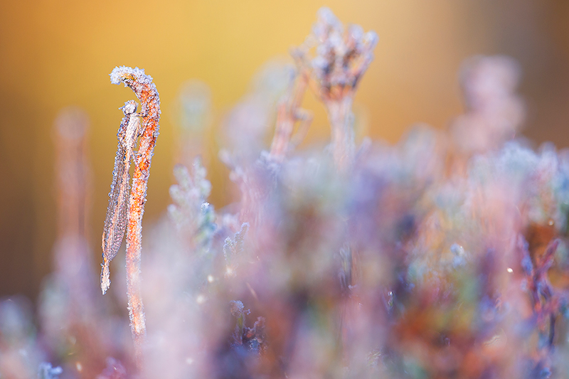 Noordse winterjuffers | Sympecma paedisca na eerste nachtvorst.