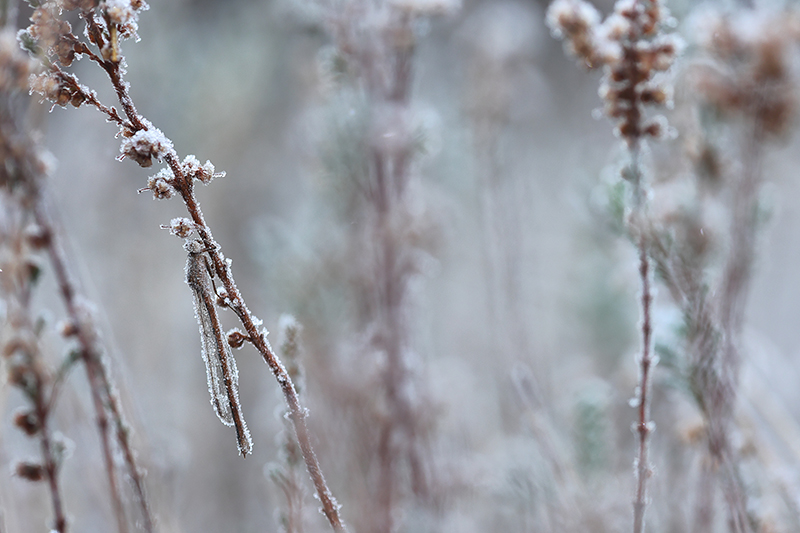 Noordse winterjuffer | Sympecma paedisca zoeken.
