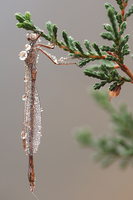 Noordse winterjuffers | Sympecma paedisca.