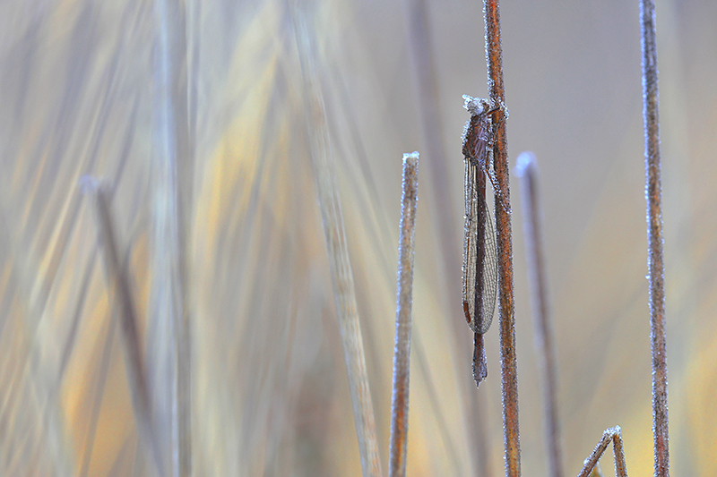 Noordse winterjuffer | Sympecma paedisca zoeken.