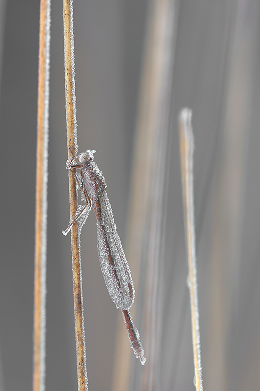 Mannetje Noordse winterjuffers | Sympecma paedisca kats onder het ijs.