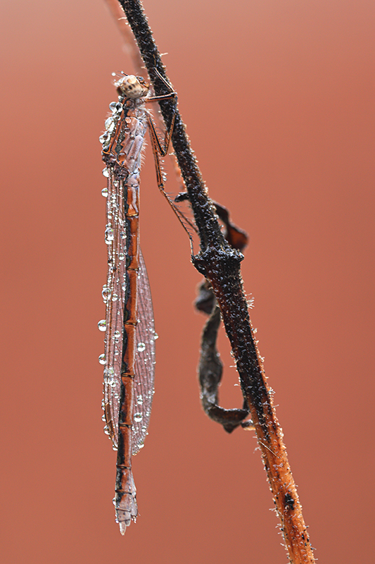 Noordse winterjuffer | Sympecma paedisca