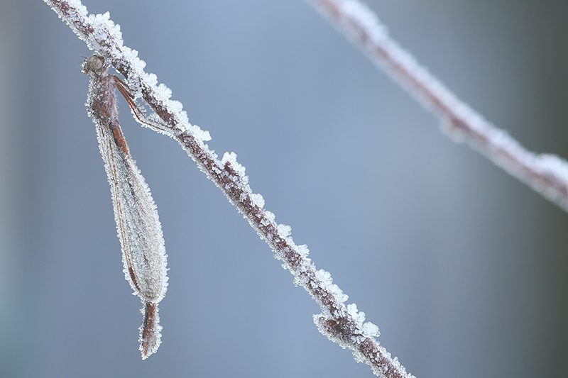 Noordse winterjuffer | Sympecma paedisca