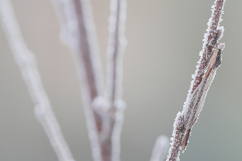 Noordse winterjuffer | Sympecma paedisca