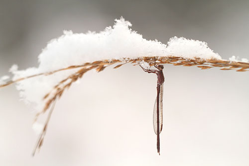Noordse winterjuffer | Sympecma paedisca in de sneeuw.