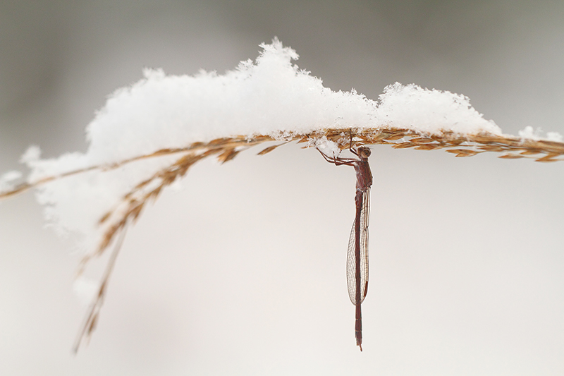 Noordse winterjuffer | Sympecma paedisca in de sneeuw