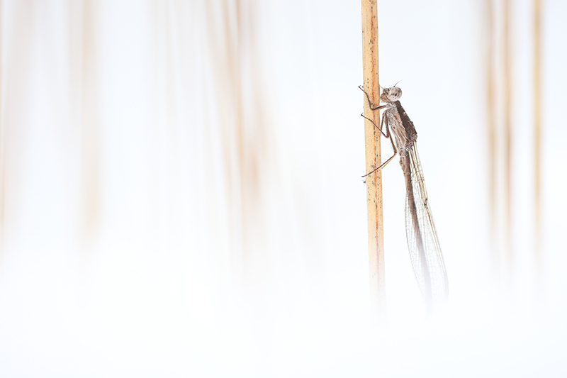 Noordse winterjuffer | Sympecma paedisca