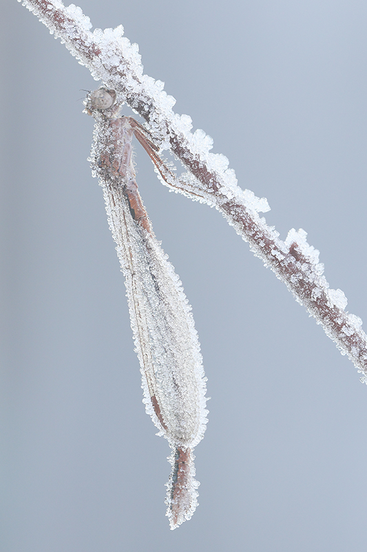 Noordse winterjuffer | Sympecma paedisca
