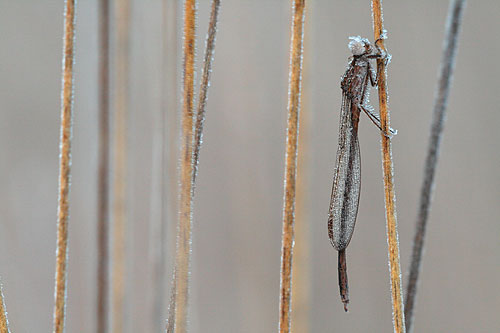 Bevroren Noordse winterjuffer | Sympecma paedisca.