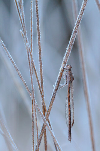 Noordse winterjuffer | Sympecma paedisca in de winter bedekt met ijs.