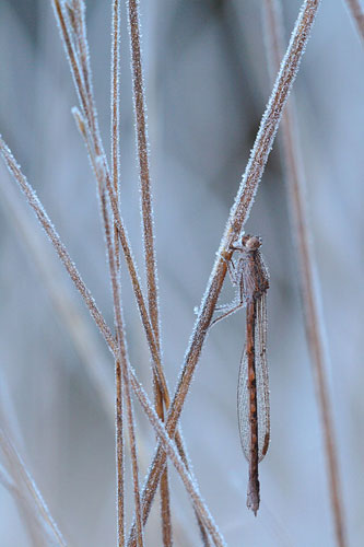 Noordse winterjuffer | Sympecma paedisca in de winter bedekt met ijs.