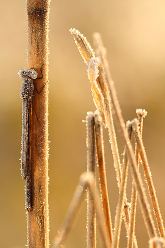 Bevroren Noordse winterjuffer | Sympecma paedisca bedekt met ijs.