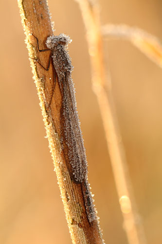 Bevroren Noordse winterjuffer | Sympecma paedisca bedekt met rijp