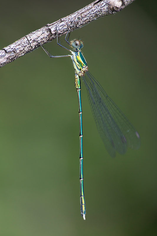 Oostelijke houtpantserjuffer | Chalcolestes parvidens op Corfu